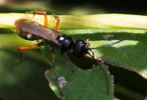 Réf. 222 689 : Cryptocheilus versicolor